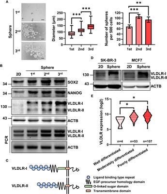 VLDLR disturbs quiescence of breast cancer stem cells in a ligand-independent function